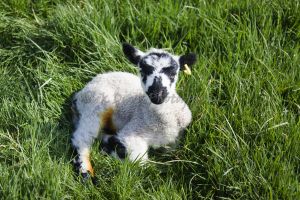 gorgeouse hindlethwaite lamb 6.jpg